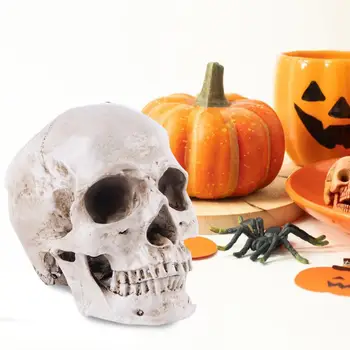 Копия черепа для учебных целей Модель черепа в натуральную величину Образовательные модели черепов для реквизита Хэллоуина, маскарадных вечеринок  5